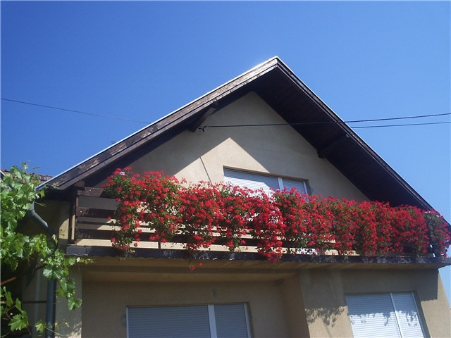 muškatli